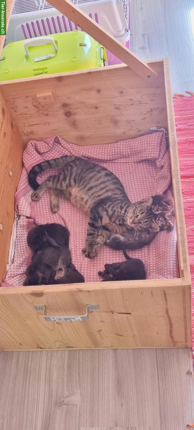 Bild 5: Herzige Katzenbabys