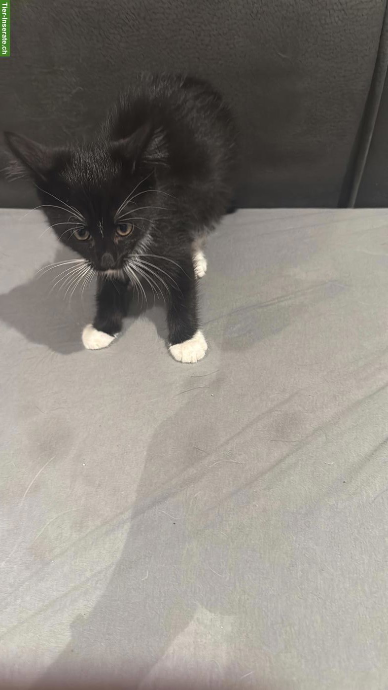 Bild 2: Maine Coon mix, weiblich, knapp 14 Wochen alt