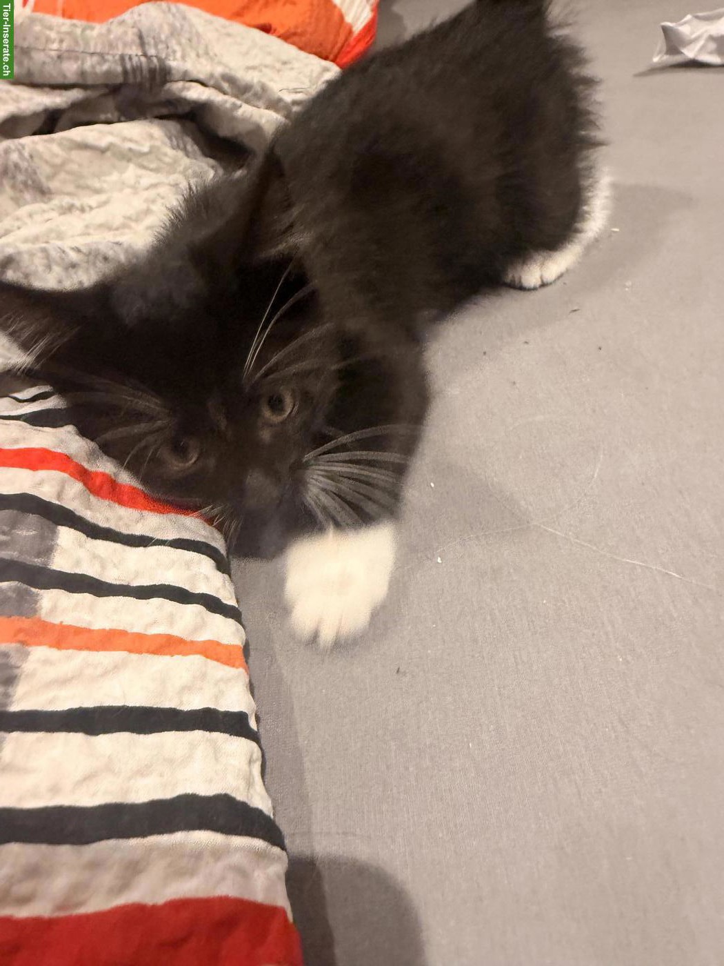 Bild 3: Maine Coon mix, weiblich, knapp 14 Wochen alt