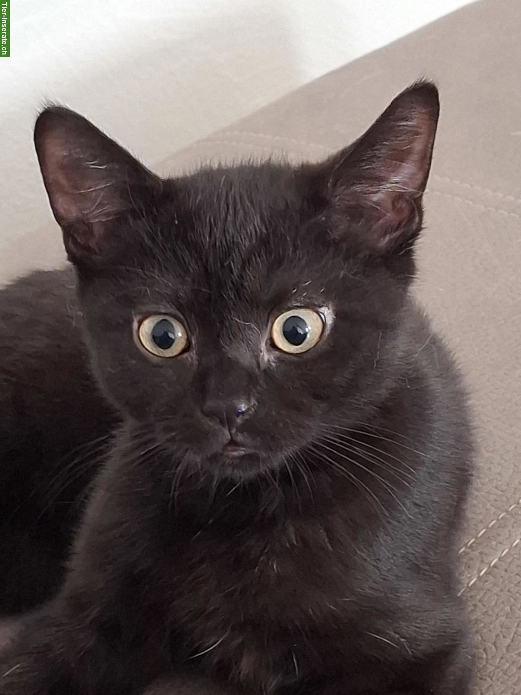 Junger Kater Balu unser Cervelatkönig