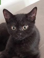 Junger Kater Balu unser Cervelatkönig