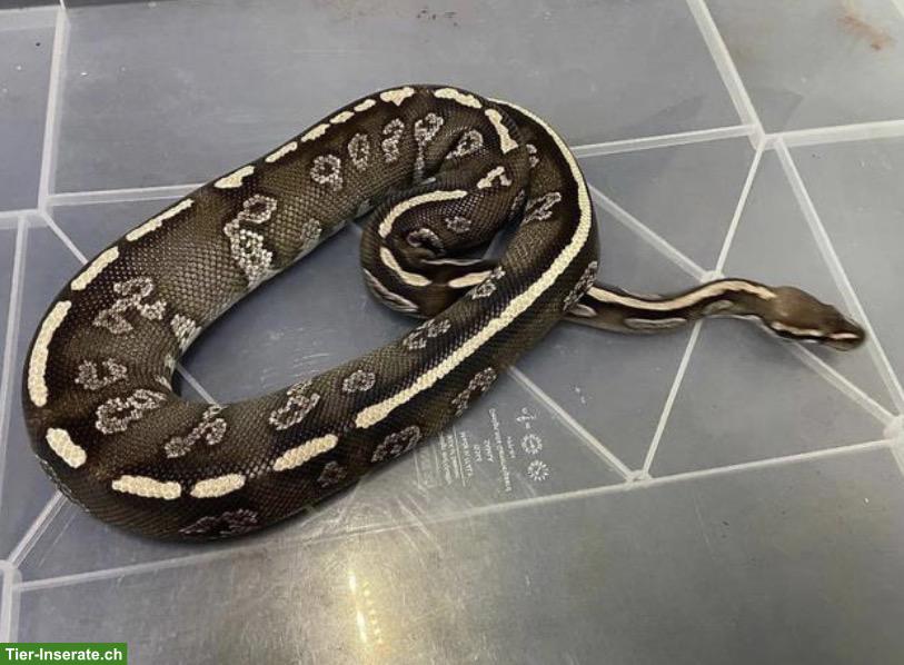 Mojave-Twister Königspython, männlich