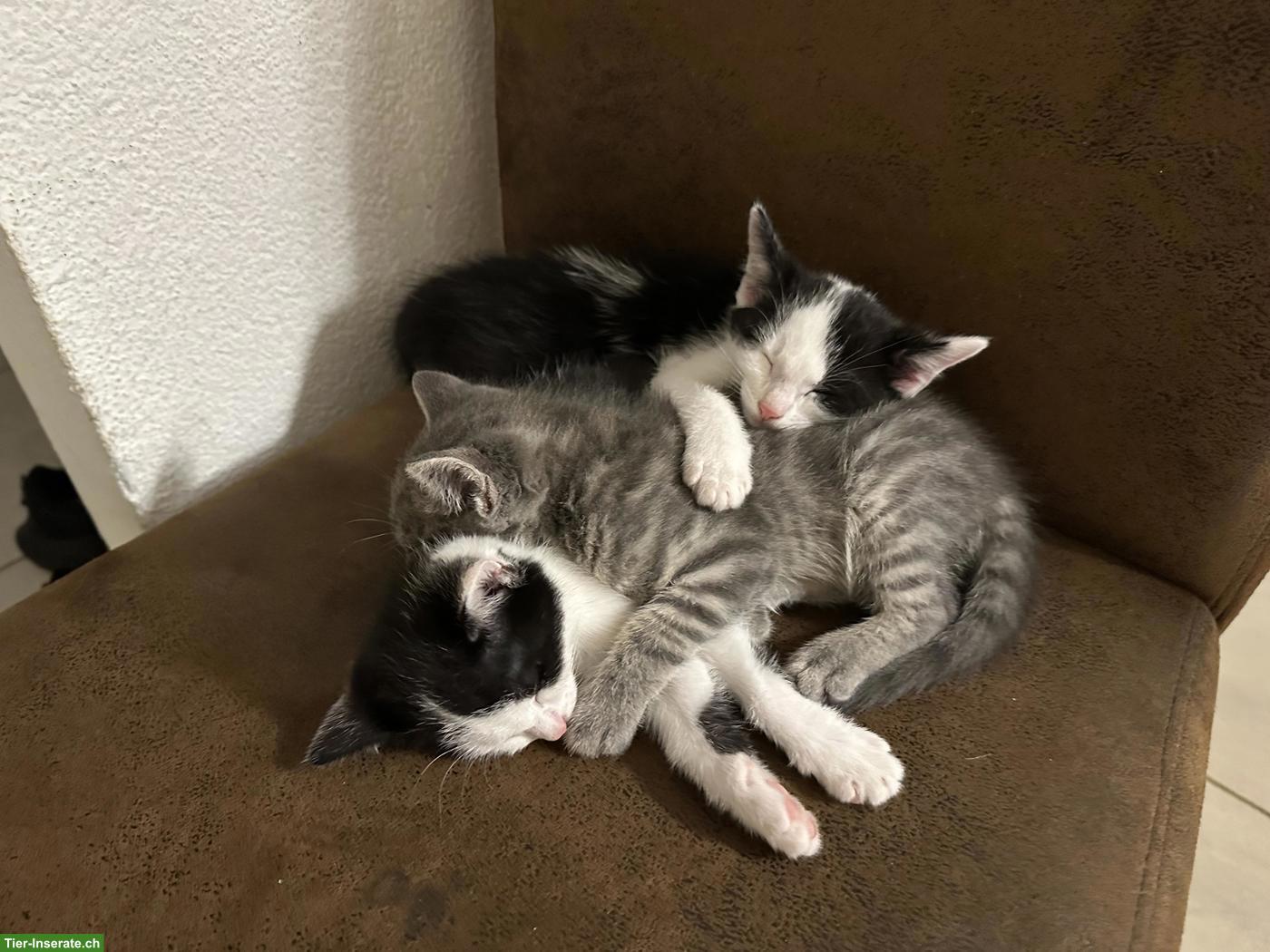 Süsse Katzenbabys, stubenrein abzugeben