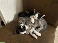 Süsse Katzenbabys, stubenrein abzugeben