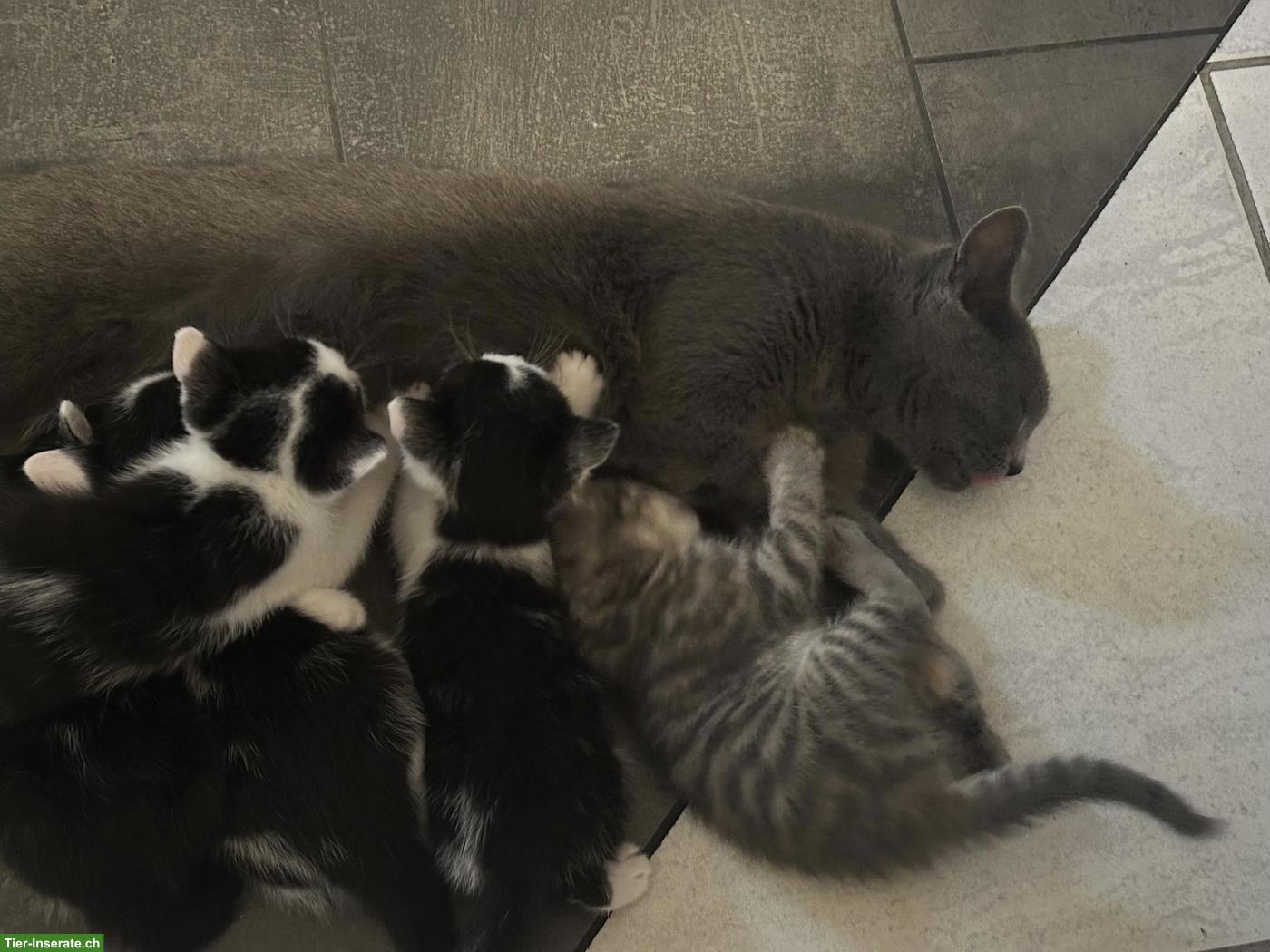 Bild 2: Süsse Katzenbabys, stubenrein abzugeben