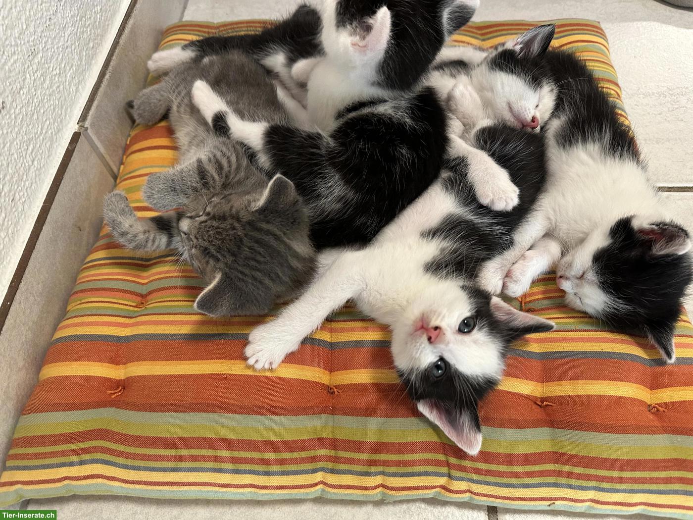 Bild 3: Süsse Katzenbabys, stubenrein abzugeben
