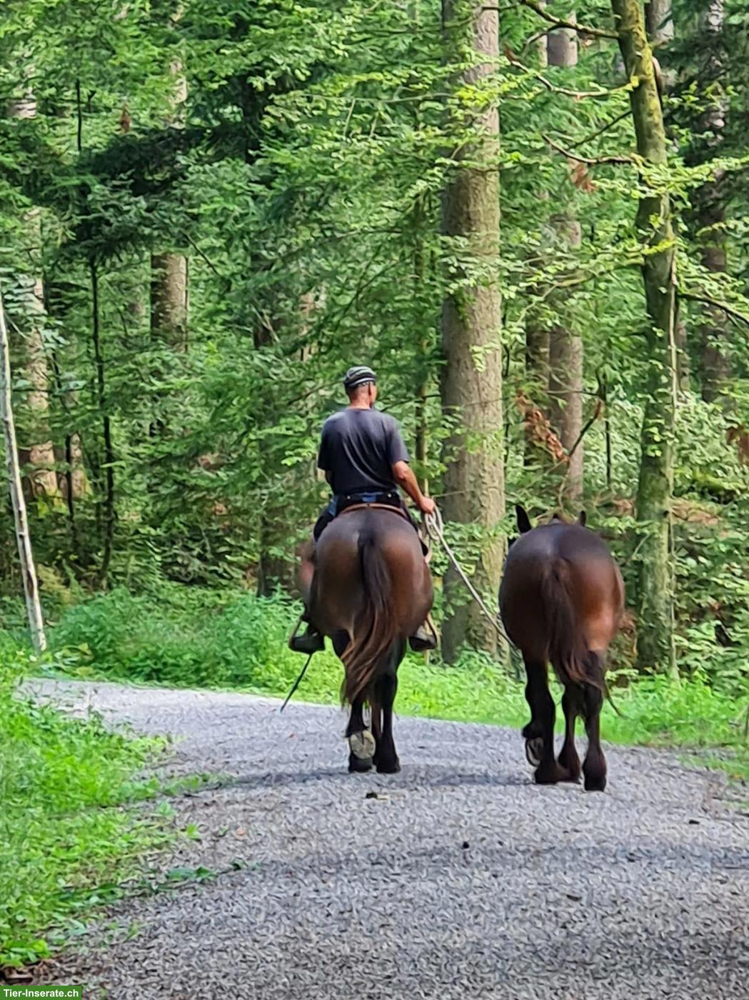 Wanderreitbegleitung vom Zürcher Oberland nach Kerzers im Seeland