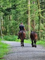 Wanderreitbegleitung vom Zürcher Oberland nach Kerzers im Seeland