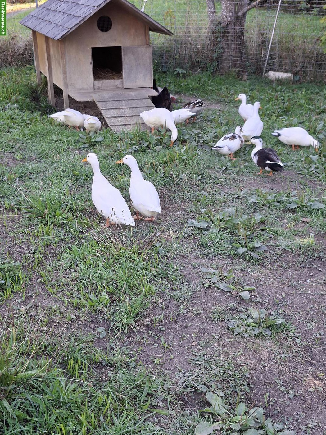 Kleine weisse Enten suchen ein neues Zuhause