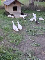 Kleine weisse Enten suchen ein neues Zuhause