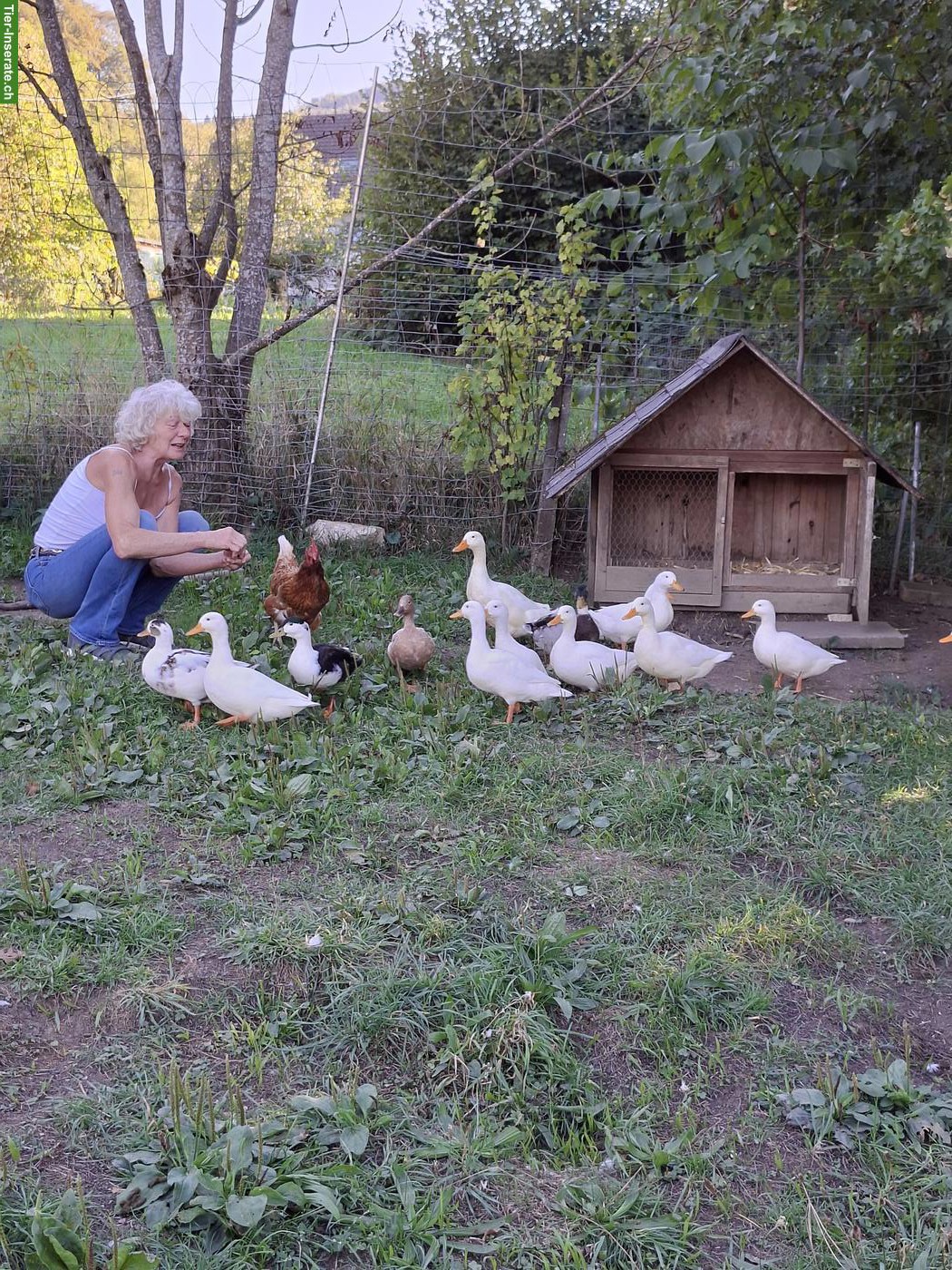 Bild 2: Kleine weisse Enten suchen ein neues Zuhause