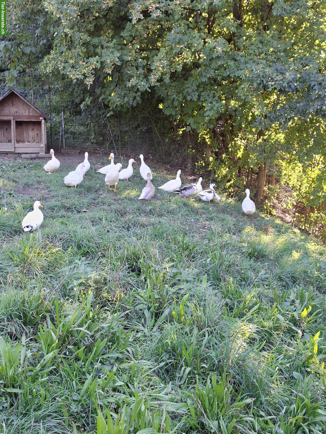 Bild 3: Kleine weisse Enten suchen ein neues Zuhause