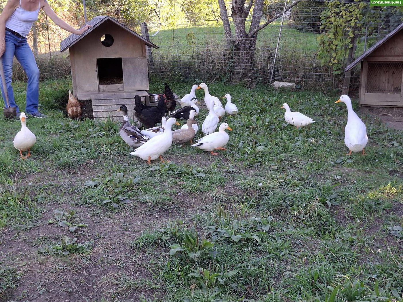 Bild 4: Kleine weisse Enten suchen ein neues Zuhause