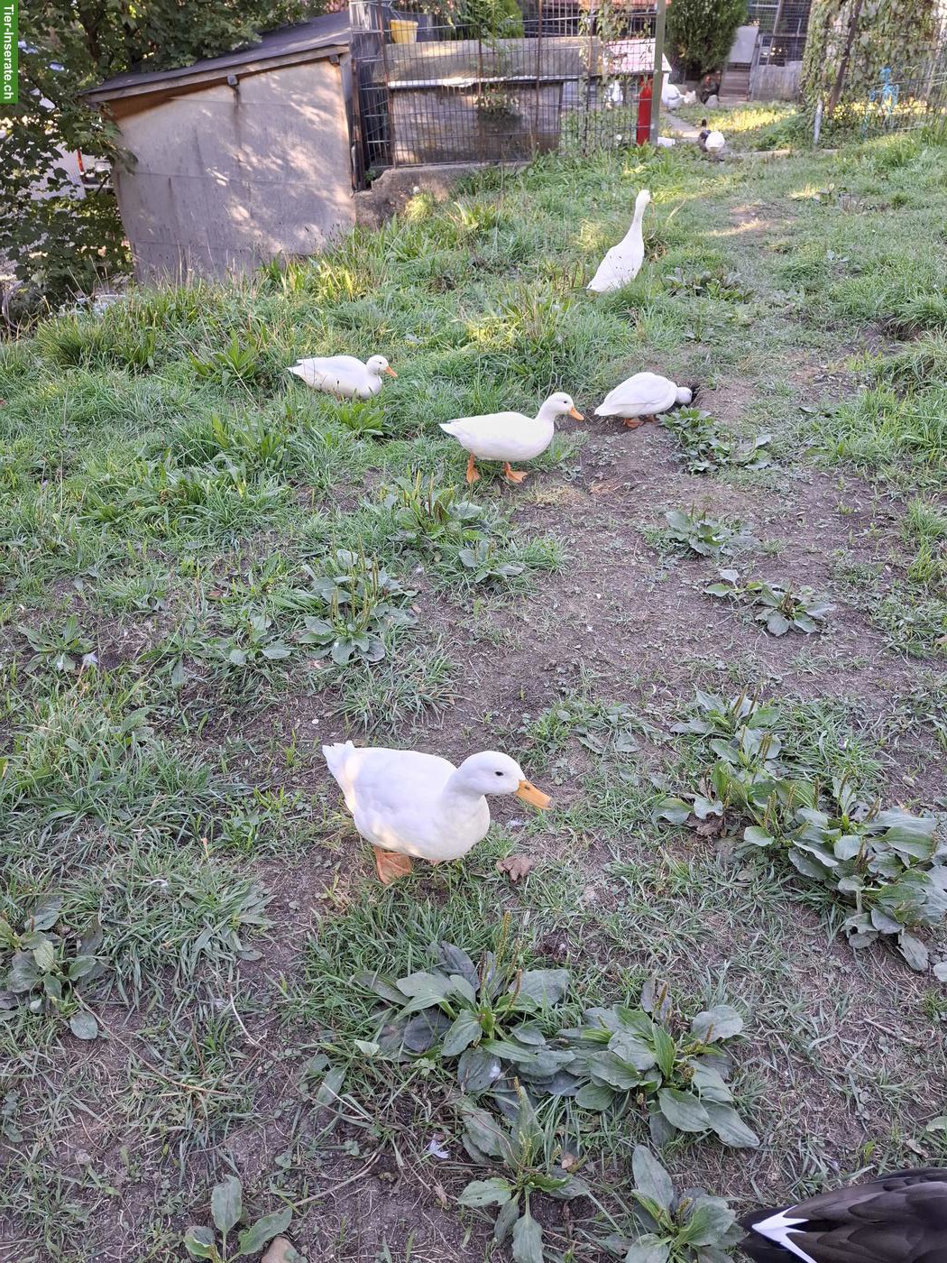 Bild 5: Kleine weisse Enten suchen ein neues Zuhause