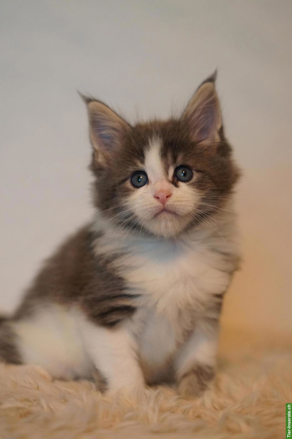 Maine Coon Kitten of Greywood suchen ihr Zuhause