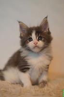 Maine Coon Kitten of Greywood suchen ihr Zuhause