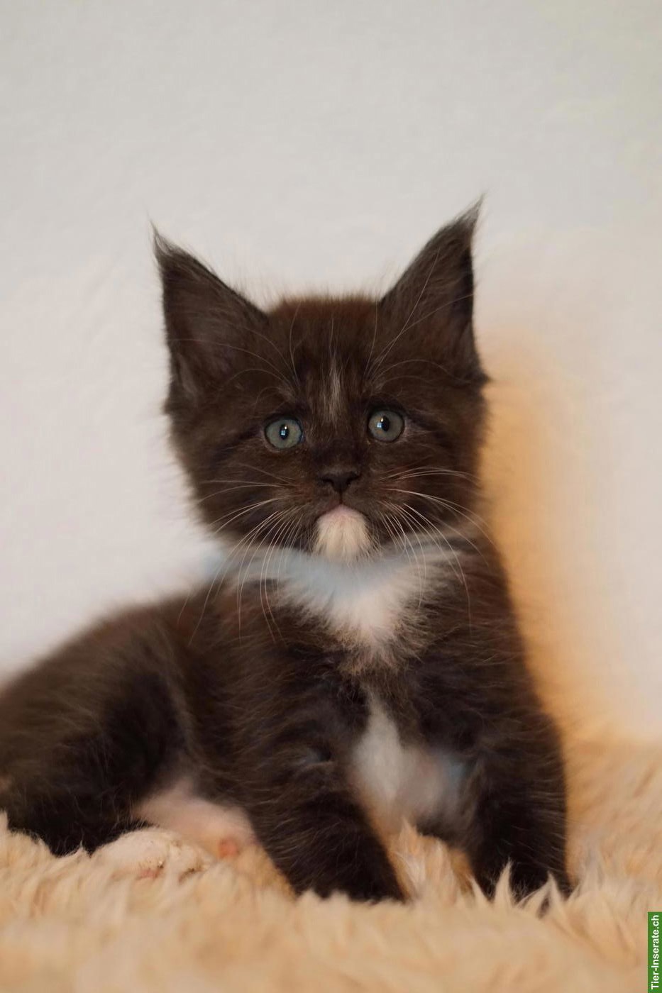 Bild 2: Maine Coon Kitten of Greywood suchen ihr Zuhause