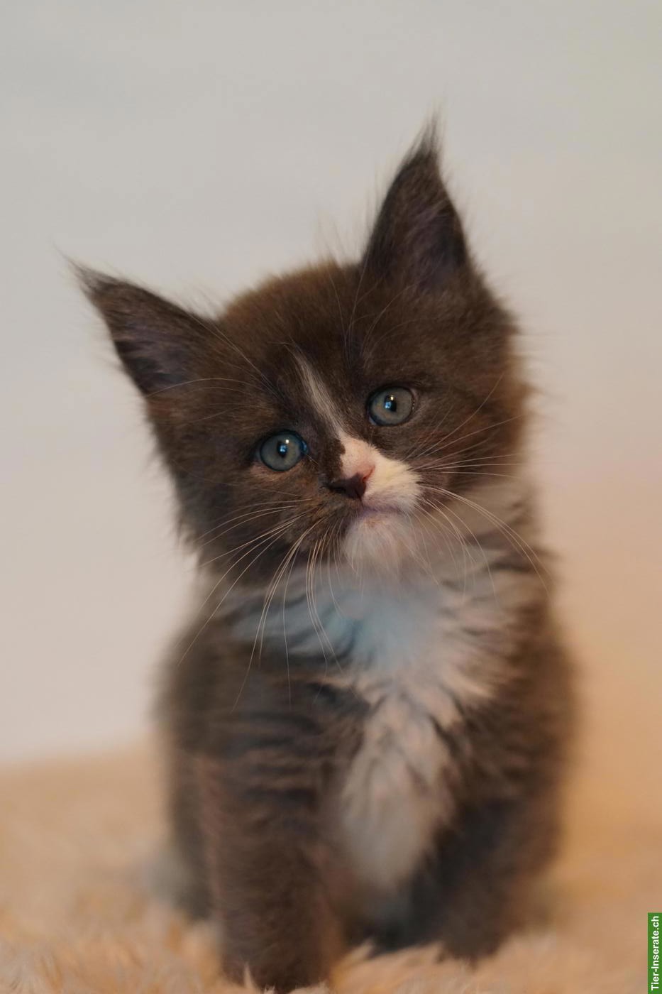 Bild 3: Maine Coon Kitten of Greywood suchen ihr Zuhause
