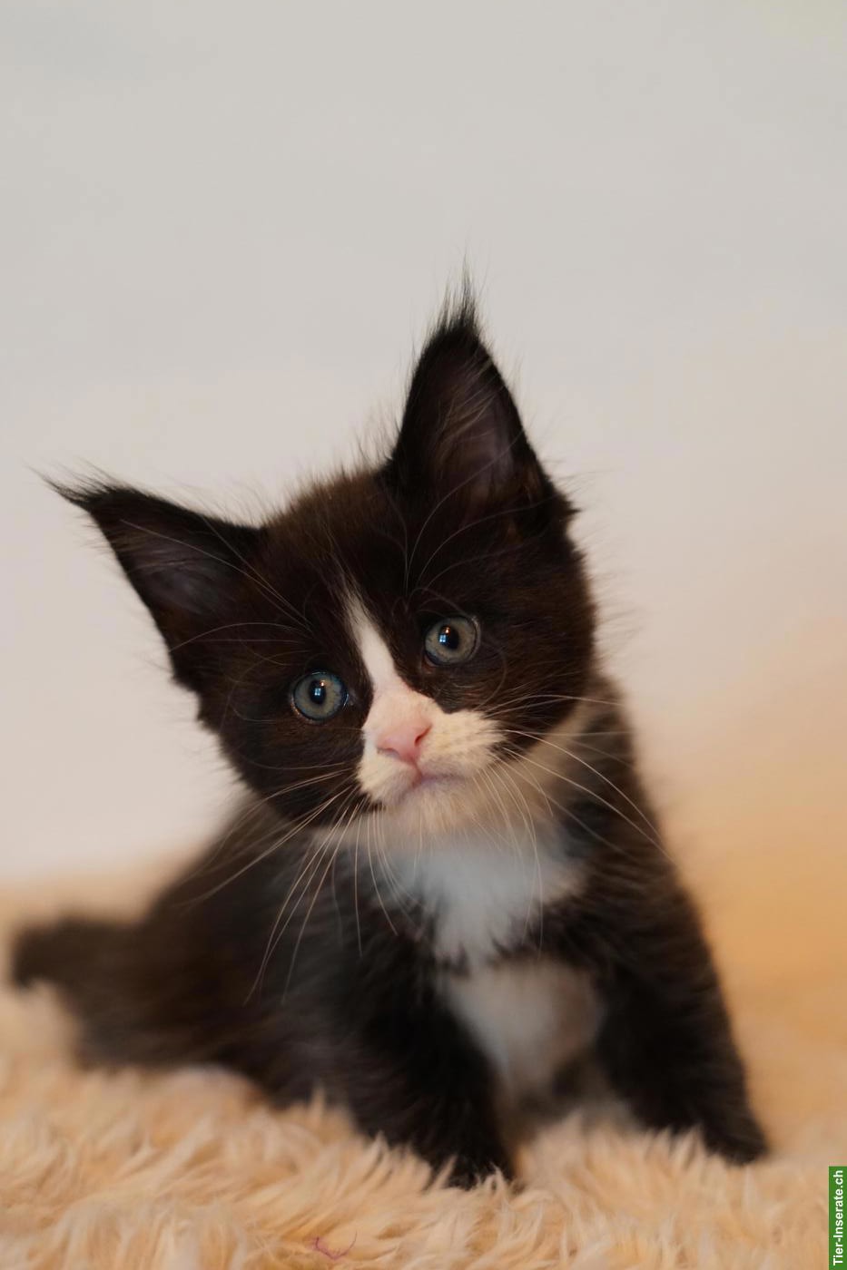 Bild 4: Maine Coon Kitten of Greywood suchen ihr Zuhause