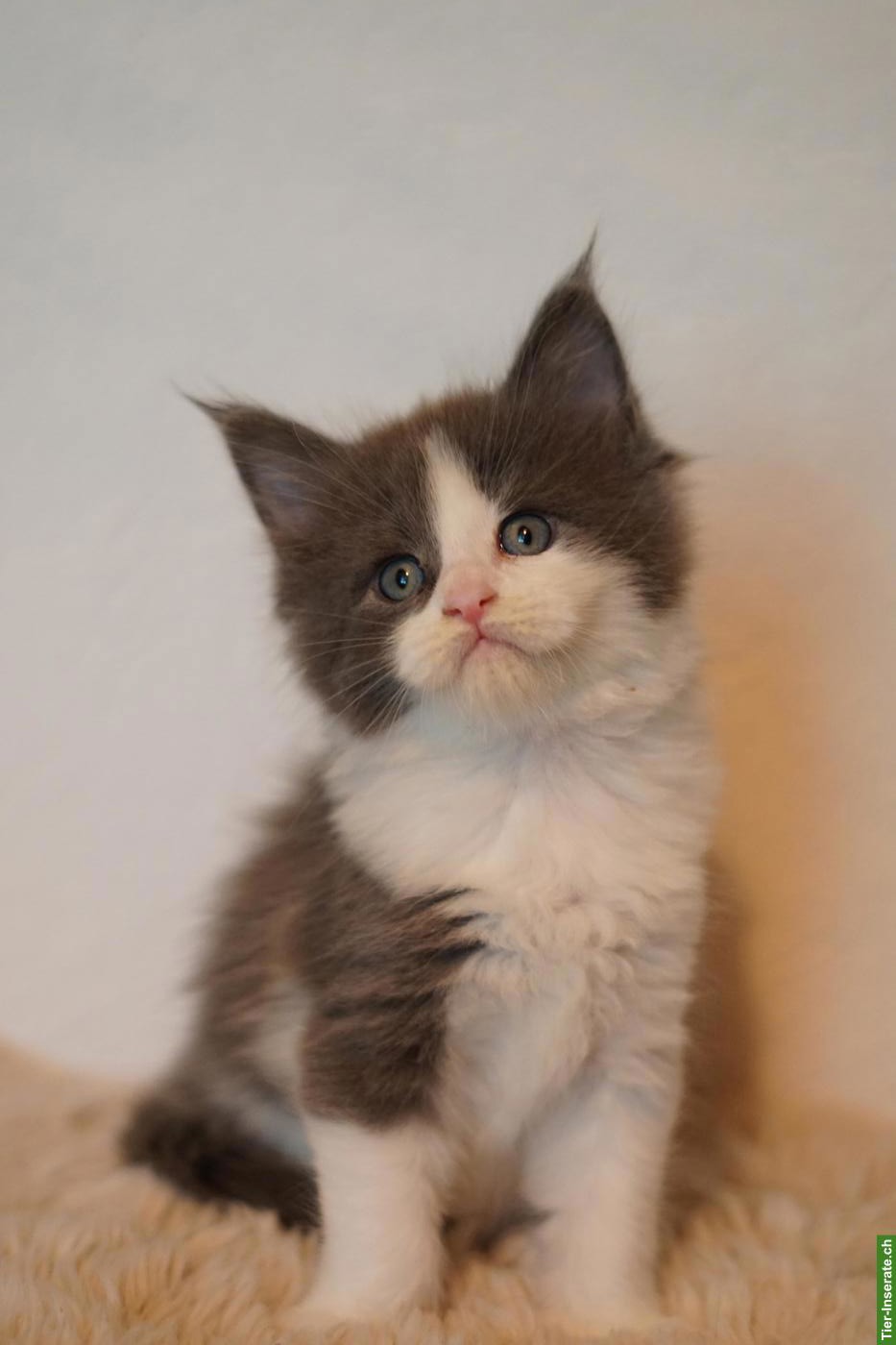 Bild 5: Maine Coon Kitten of Greywood suchen ihr Zuhause