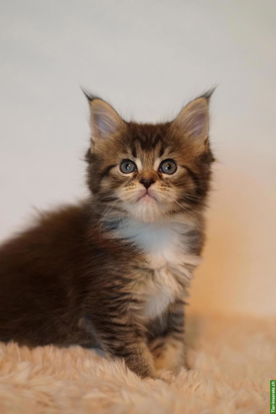 Bild 6: Maine Coon Kitten of Greywood suchen ihr Zuhause