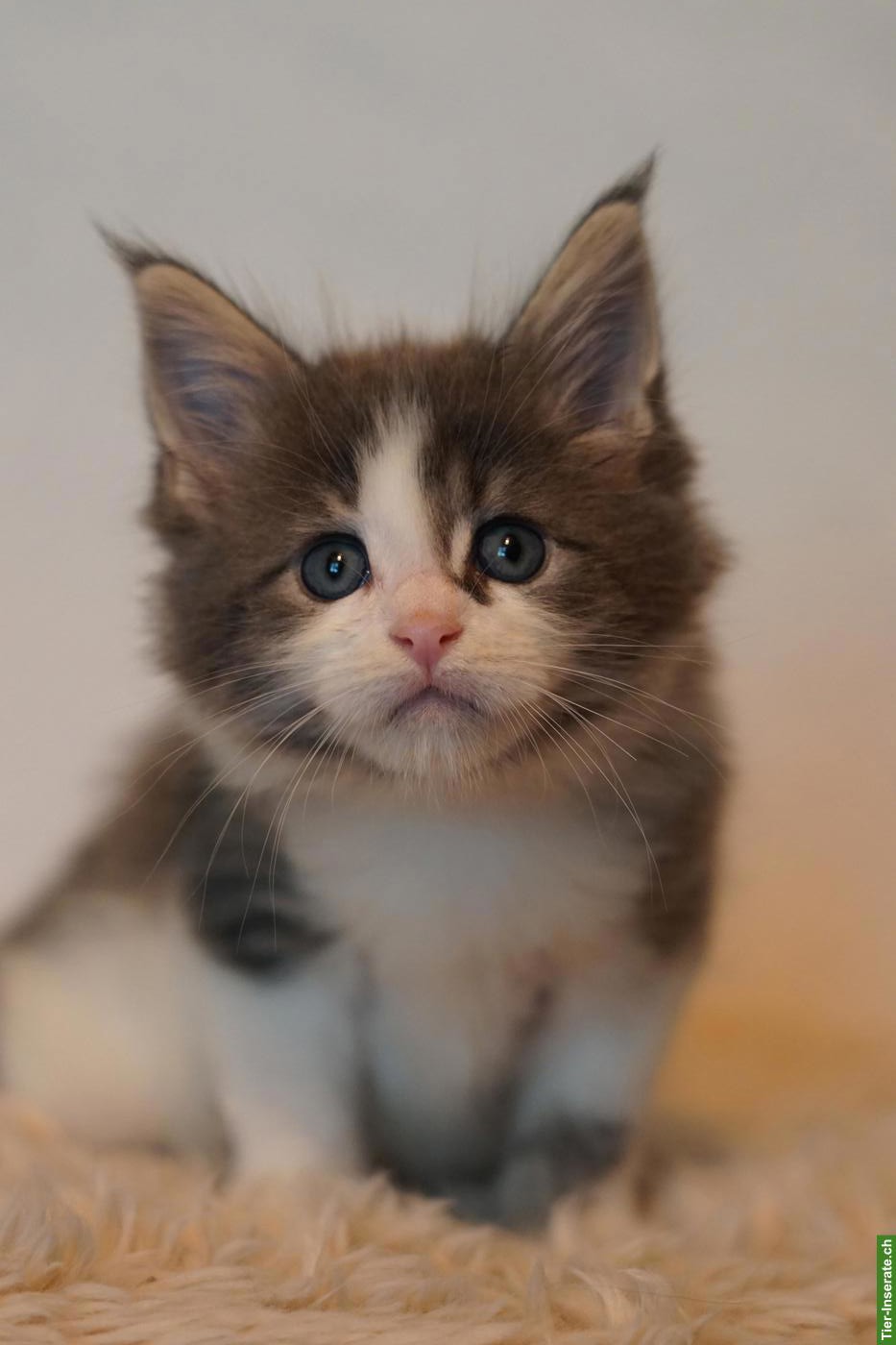 Bild 7: Maine Coon Kitten of Greywood suchen ihr Zuhause