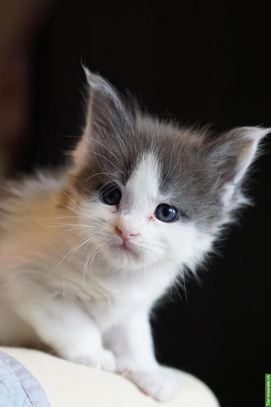 Bild 8: Maine Coon Kitten of Greywood suchen ihr Zuhause