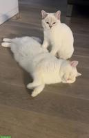 2 BKH Katzen suchen gemeinsam ein liebes Zuhause