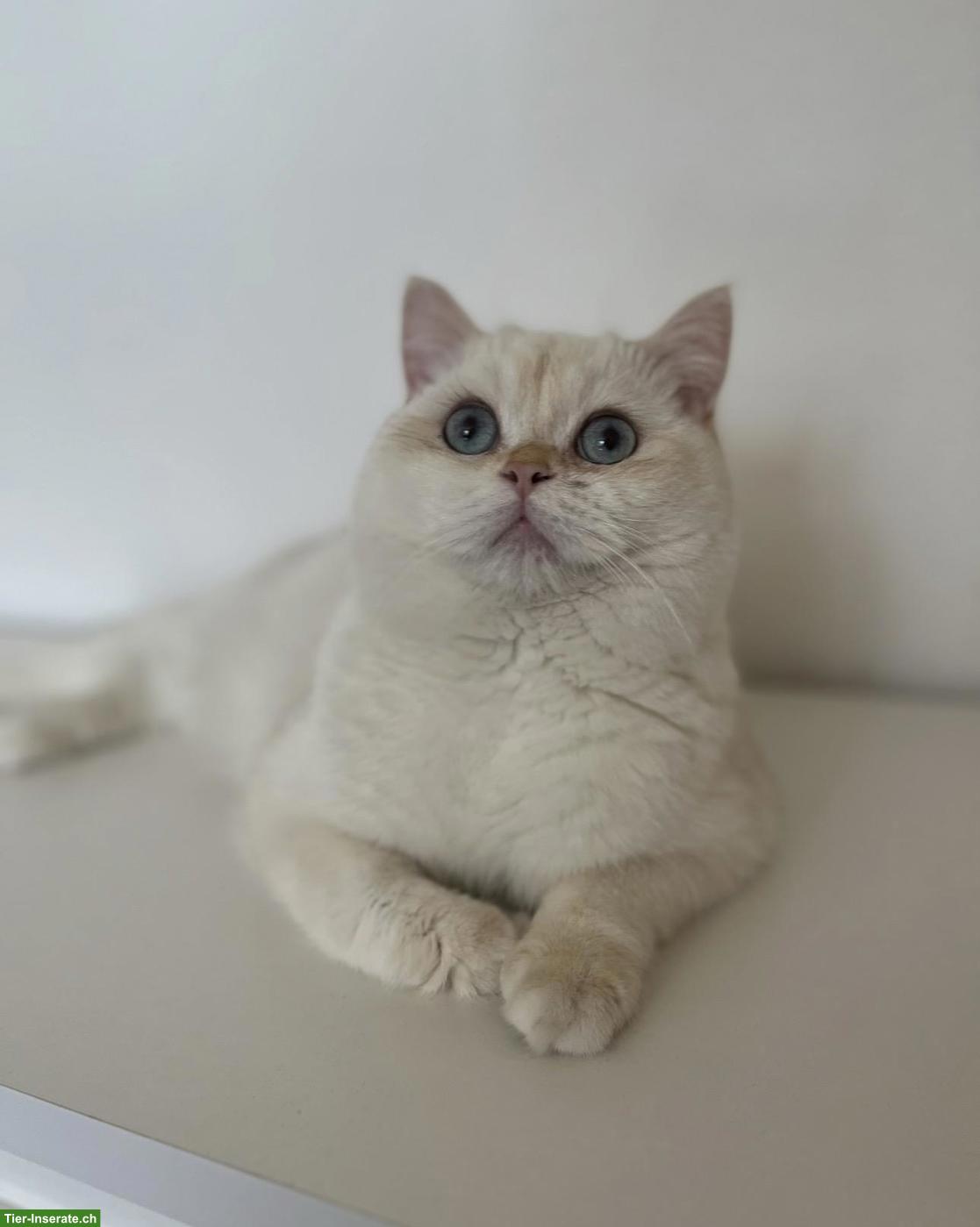 Bild 2: 2 BKH Katzen suchen gemeinsam ein liebes Zuhause