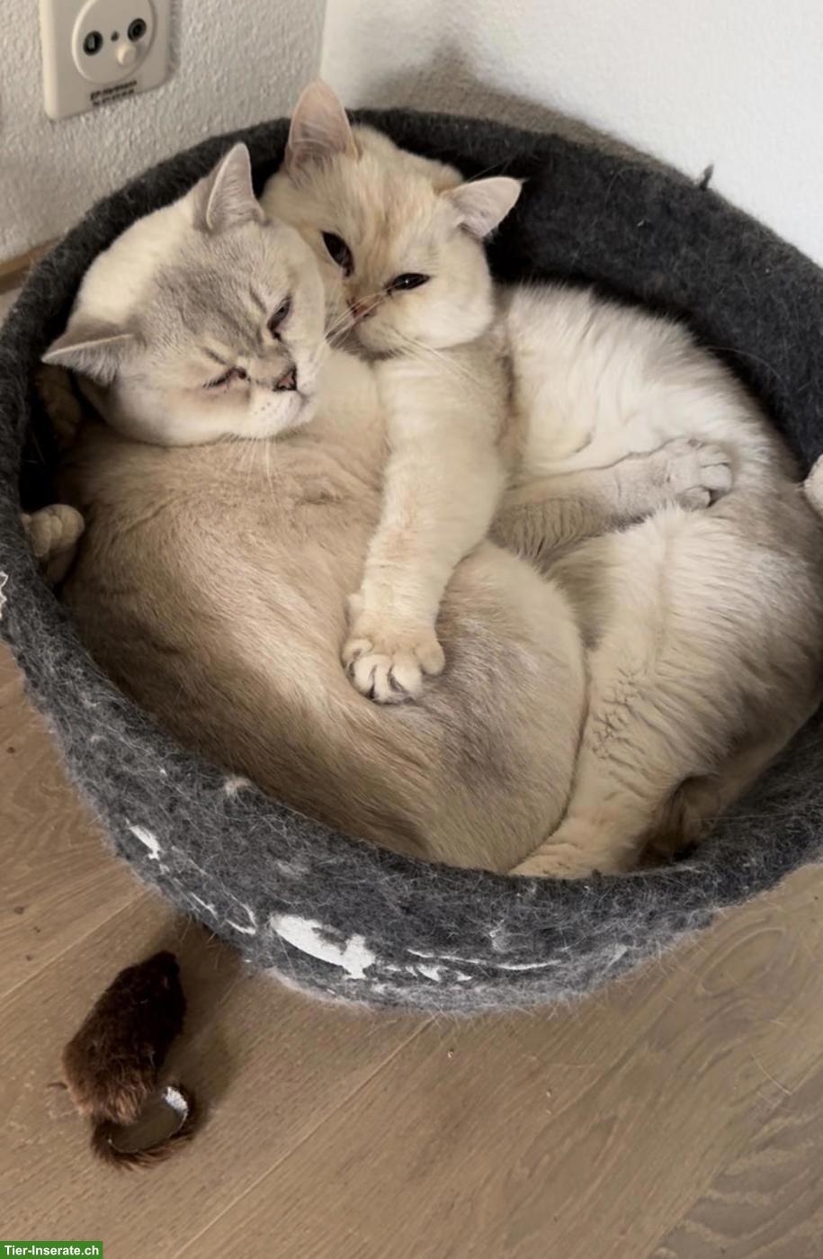 Bild 3: 2 BKH Katzen suchen gemeinsam ein liebes Zuhause