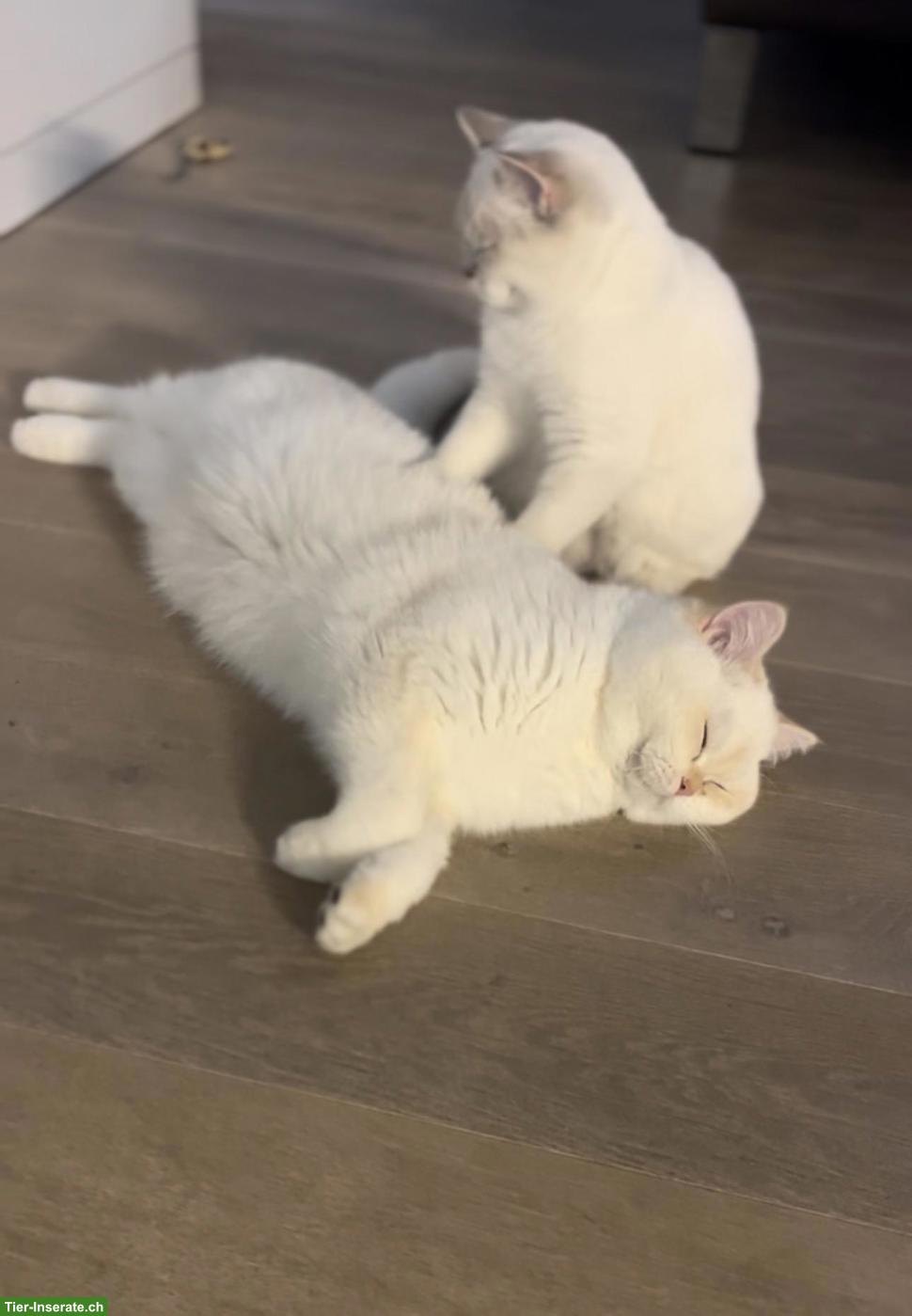 Bild 4: 2 BKH Katzen suchen gemeinsam ein liebes Zuhause