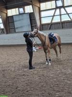 Reitbeteiligung gesucht in der Umgebung Merlischachen SZ