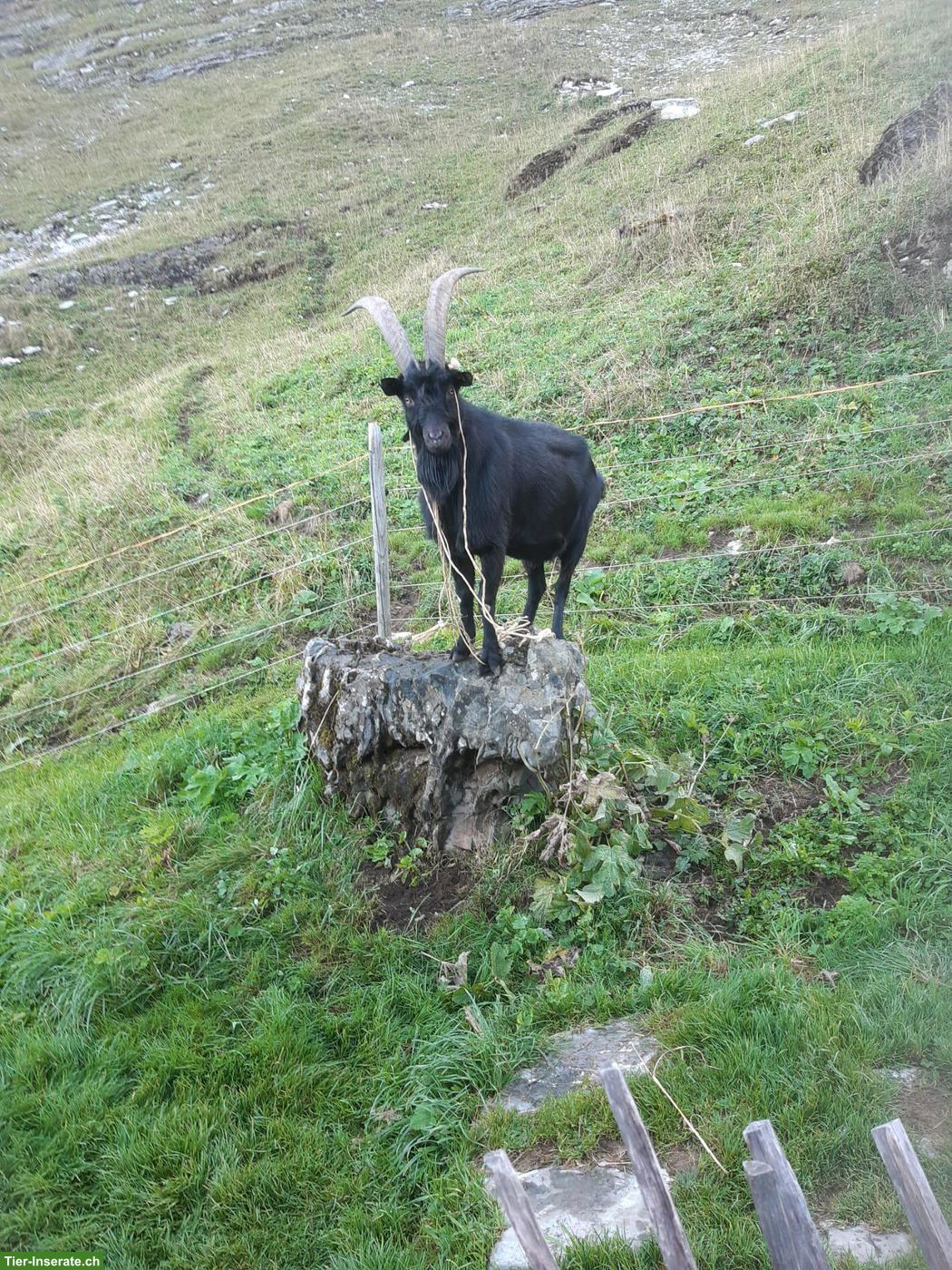 Bild 2: Nera Verzasca Ziegenbock, 2,5 jährig zu verkaufen