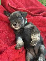 Zwergschnauzer Welpen, schwarz-silber