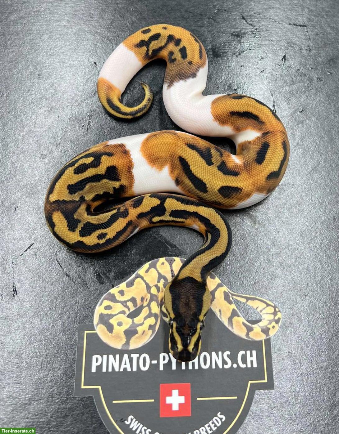 Königspython Enchi Leopard Mahogany Piebald Männchen 2023