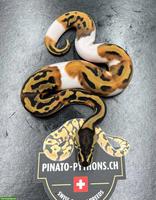 Königspython Enchi Leopard Mahogany Piebald Männchen 2023