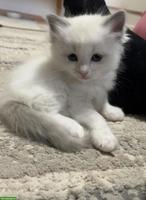 Ragdoll Kitten Blue Bicolor