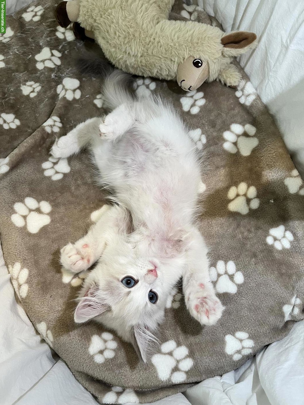 Bild 2: Ragdoll Kitten Blue Bicolor