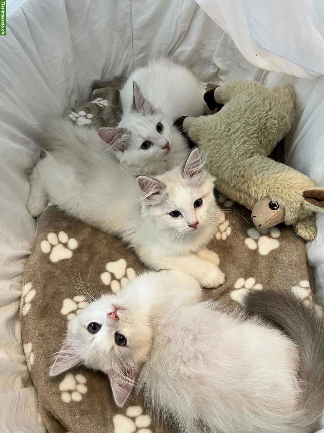 Bild 3: Ragdoll Kitten Blue Bicolor