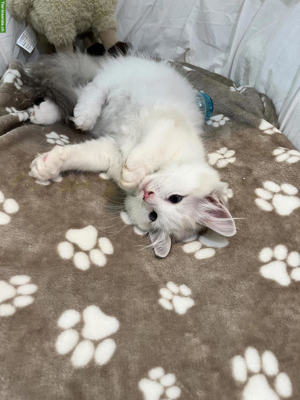 Bild 5: Ragdoll Kitten Blue Bicolor