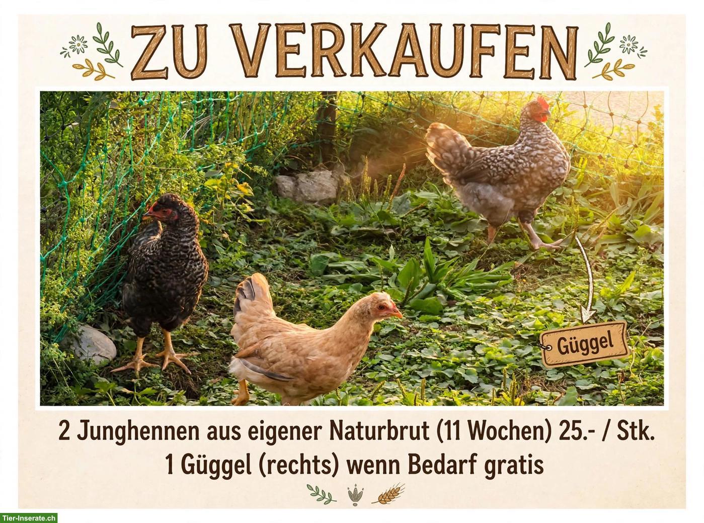 2 Junghennen aus einener Naturbrut