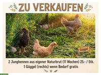 2 Junghennen aus einener Naturbrut