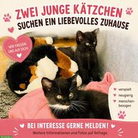 2 junge Kätzchen suchen ein liebes Zuhause