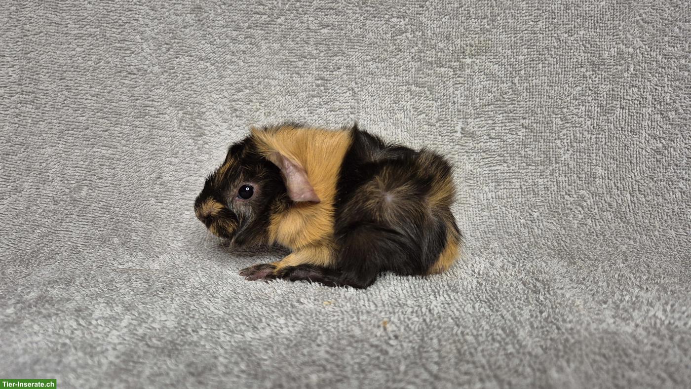 Wunderschöne Meerschweinchen aus langjähriger Rassenzucht
