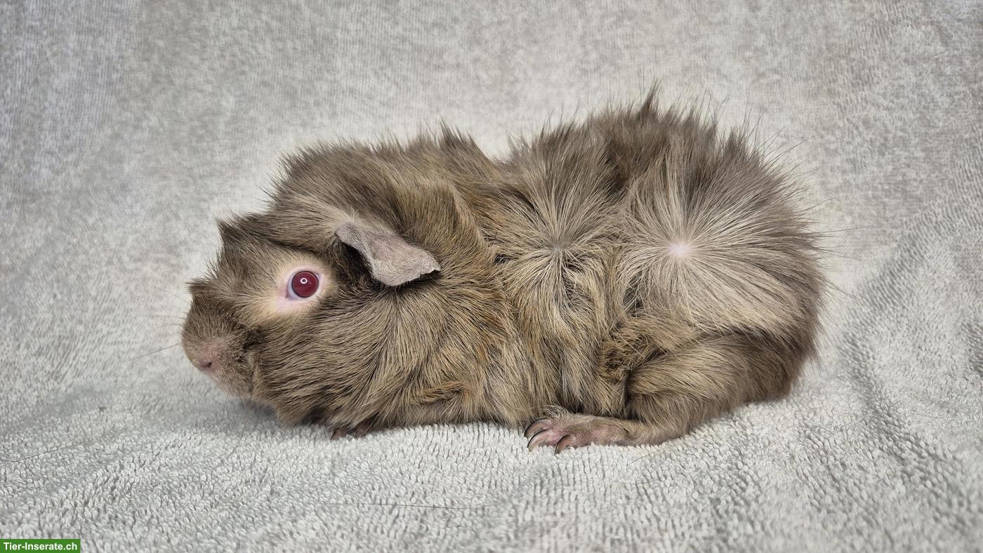 Bild 2: Wunderschöne Meerschweinchen aus langjähriger Rassenzucht