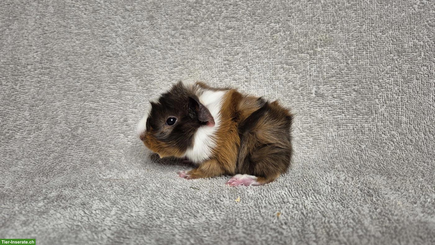 Bild 3: Wunderschöne Meerschweinchen aus langjähriger Rassenzucht