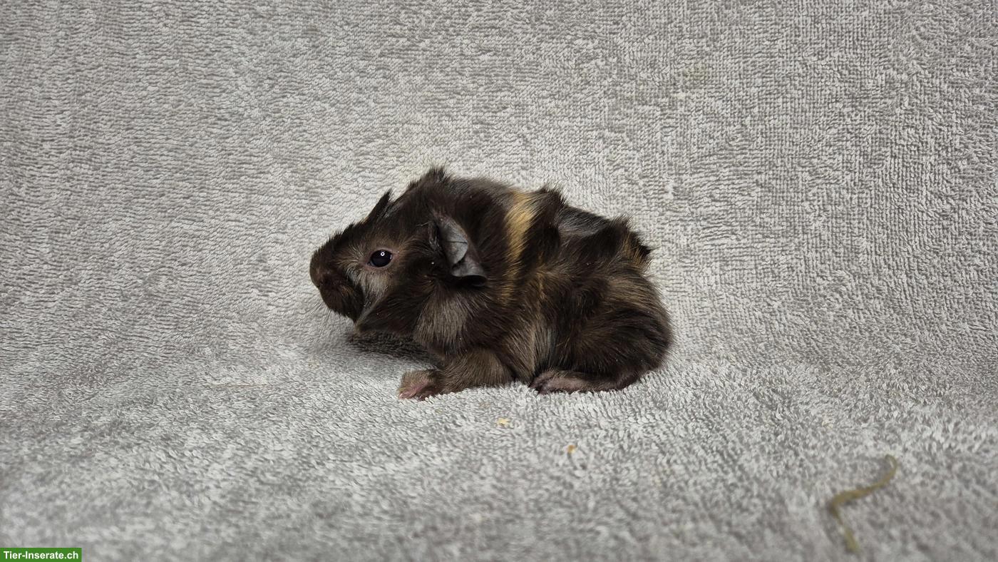 Bild 5: Wunderschöne Meerschweinchen aus langjähriger Rassenzucht