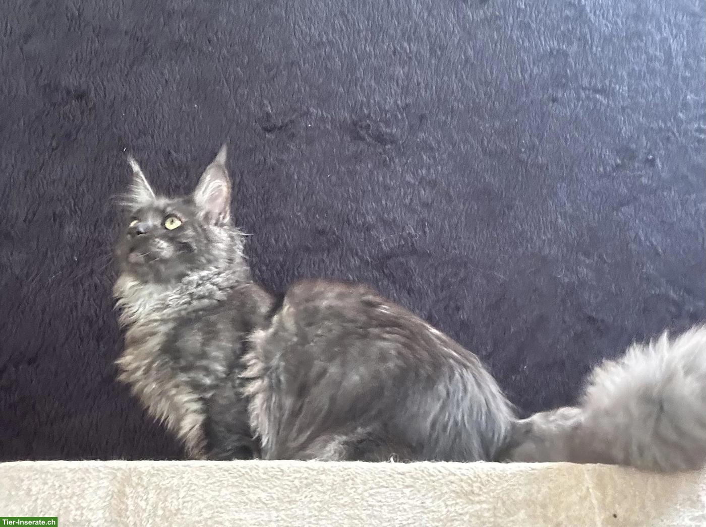 Maine Coon Katze Black Smoke Bianca