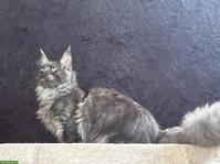 Maine Coon Katze Black Smoke Bianca