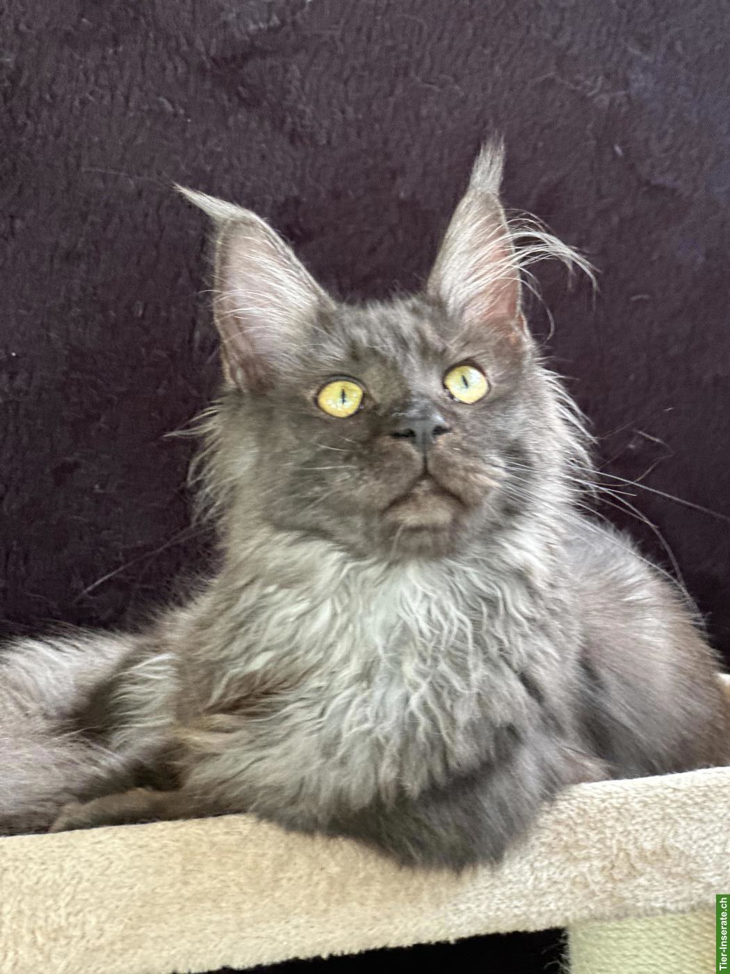 Bild 2: Maine Coon Katze Black Smoke Bianca